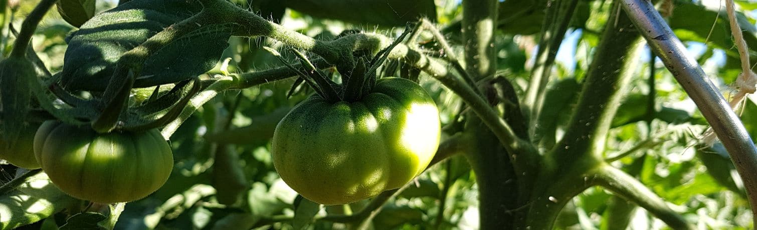 Camping Le Rêve - Jardin potager BIO