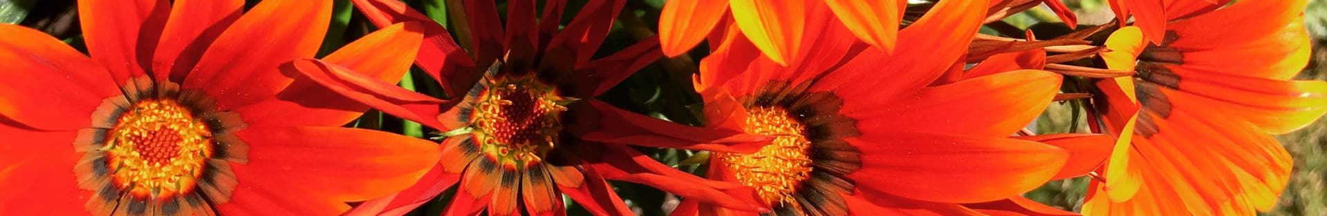 Fleurs du Camping Le Rêve