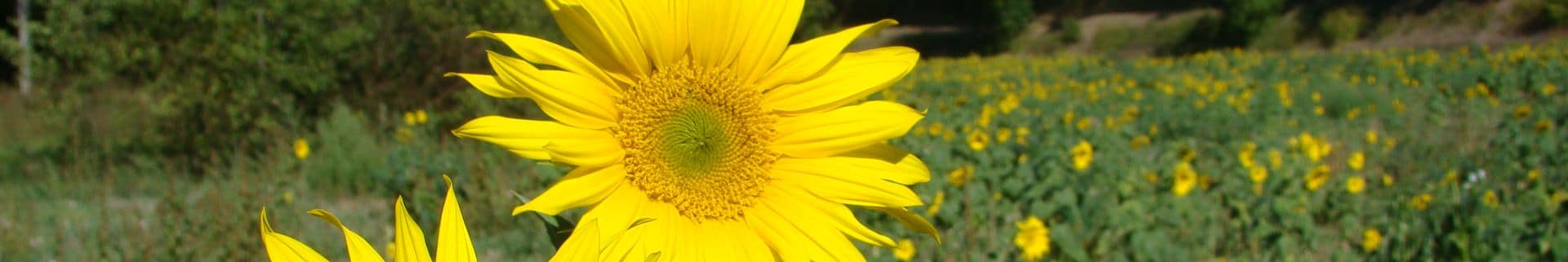 Le Vigan en Quercy - Le Rêve - Tournesol