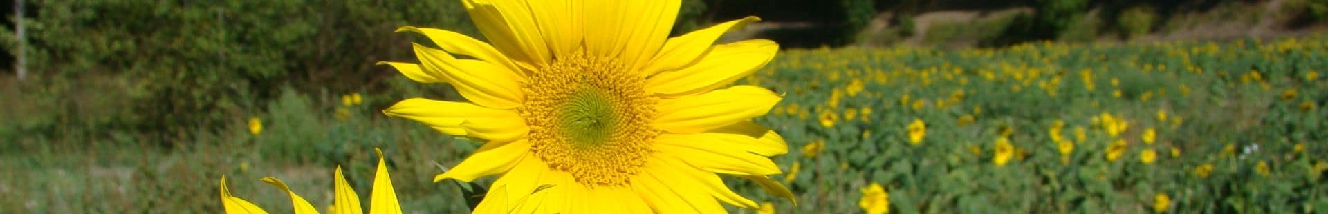 Le Vigan en Quercy - Le Rêve - Tournesol