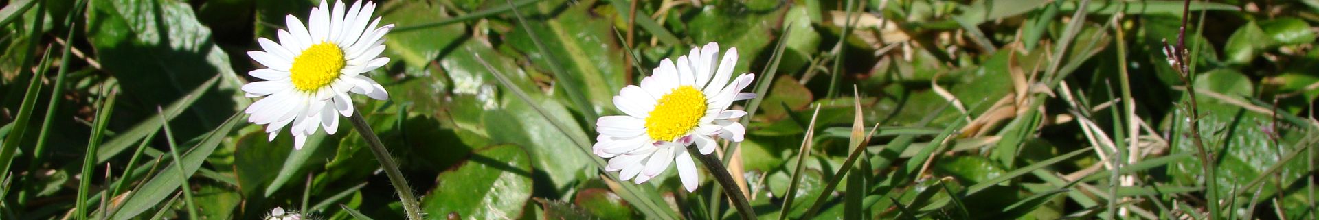 Fleurs - Camping Le Rêve