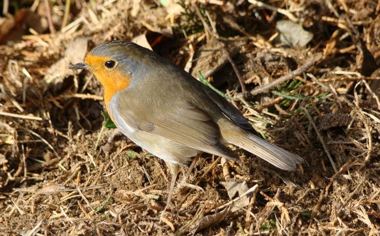 Nature protection - Redbreast