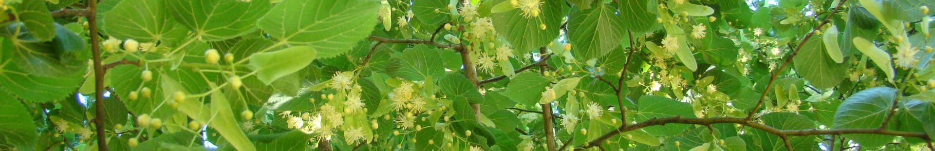 Natuurbescherming - LPO schuilplaats