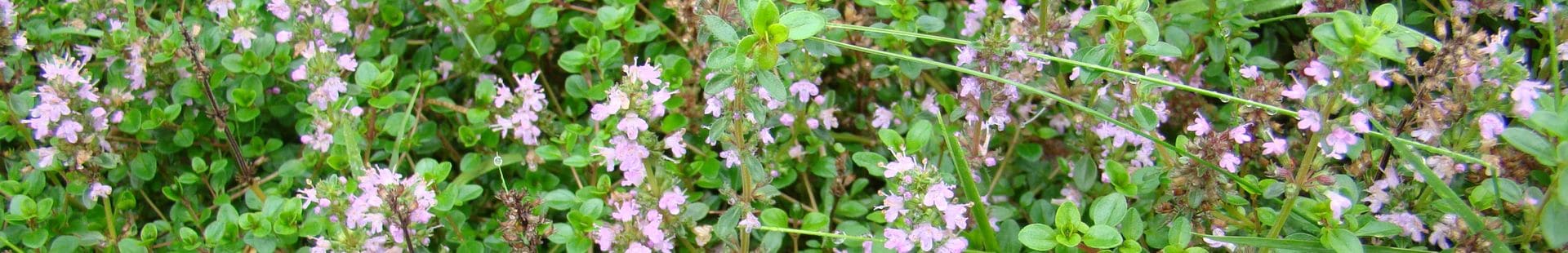 Zero phyto - wild thyme