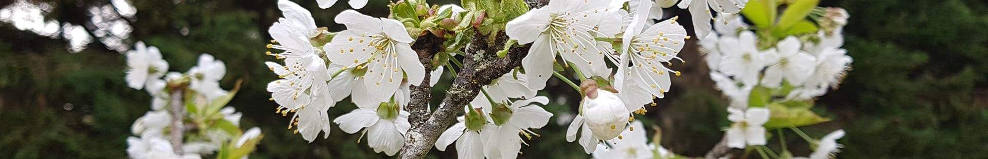 Biodiversity - cherry tree