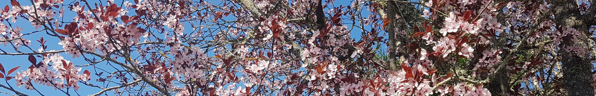 Un accueil chaleureux comme les premières couleurs du printemps