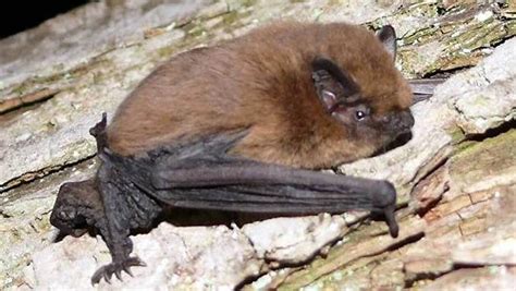 1-Chauve-souris