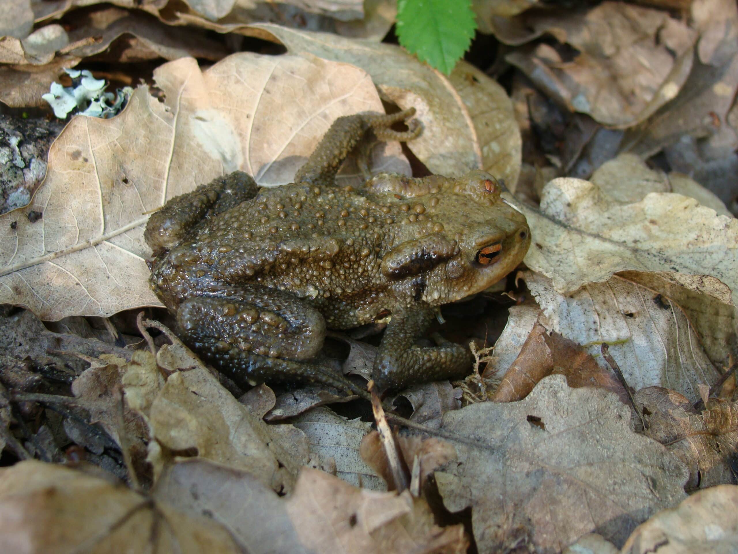 6-Crapaud