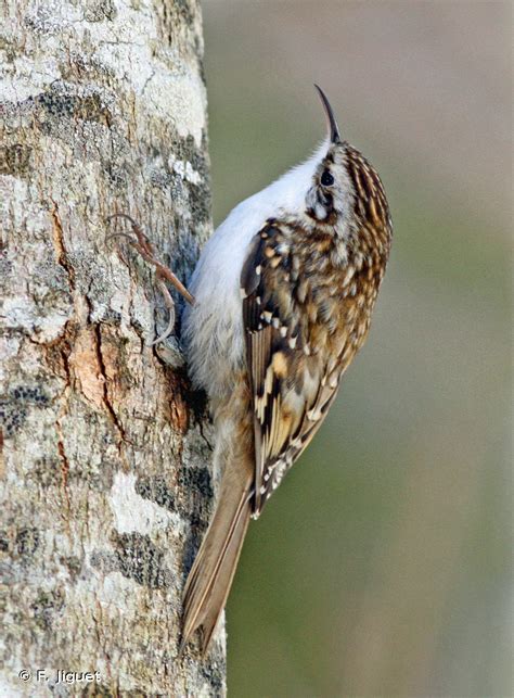 Grimpereau des bois