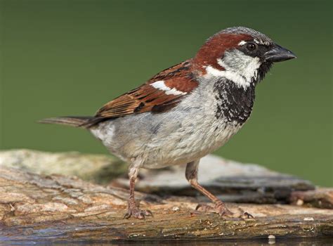 Moineau domestique