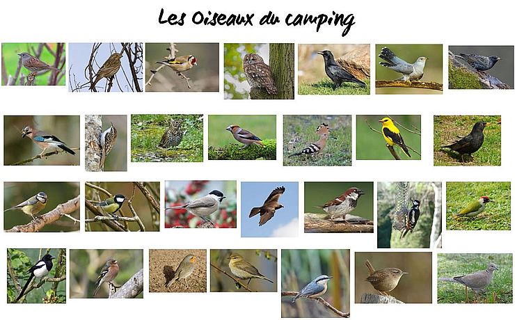 Vogels op de camping