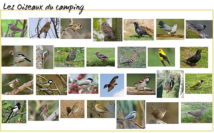 Oiseaux du camping