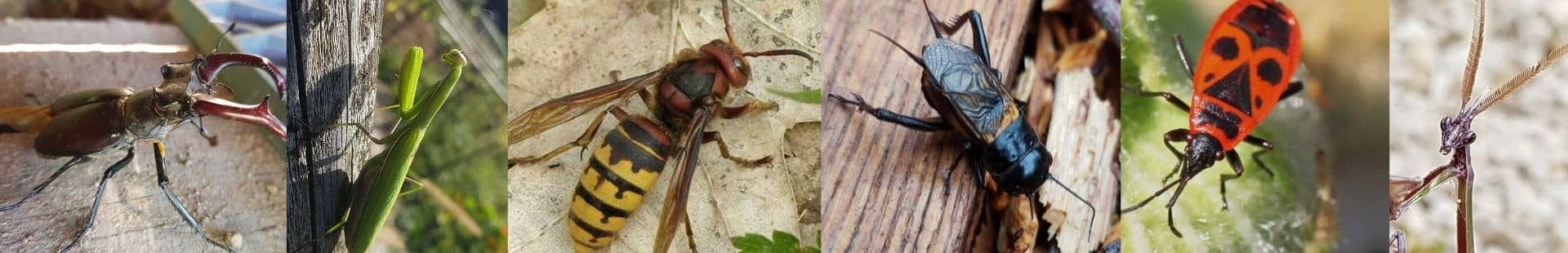 Enkele insecten op de camping