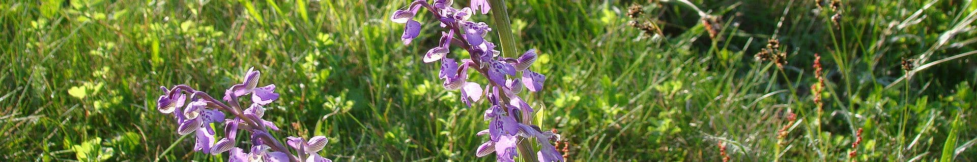 Orchidées sauvages