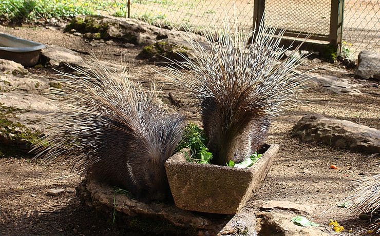Parc animalier de Gramat